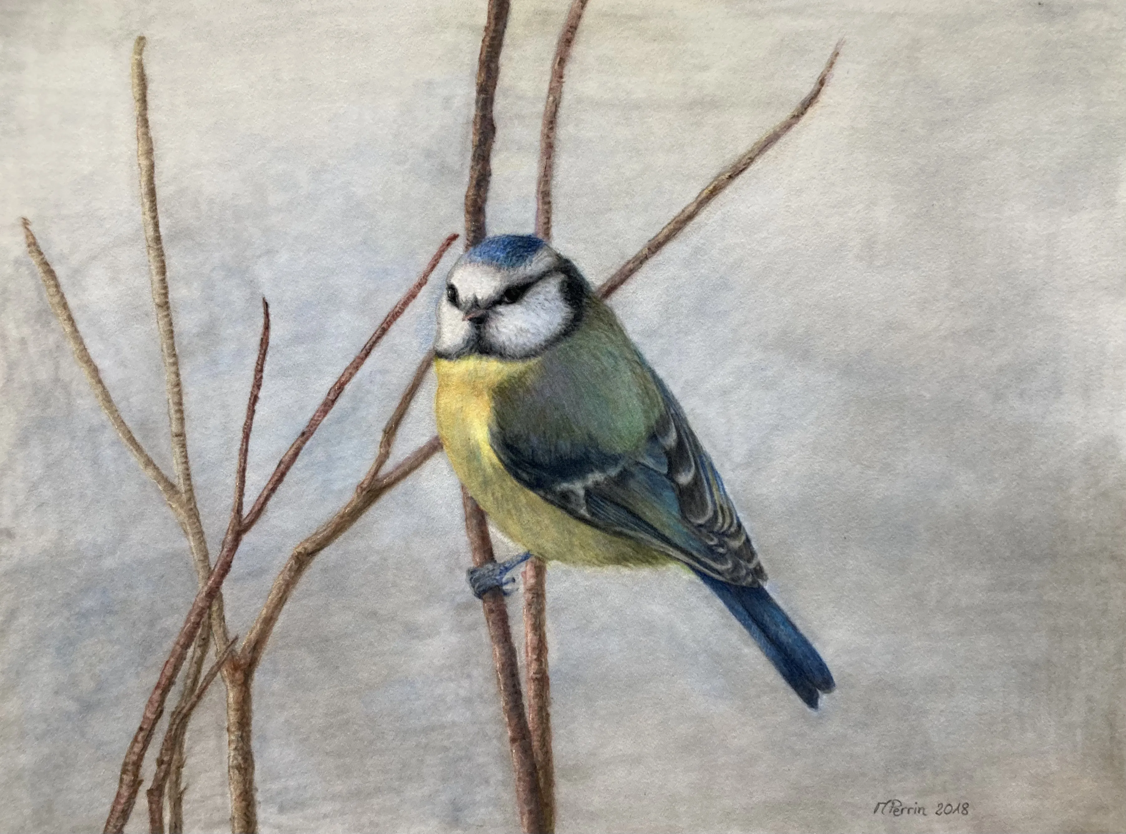 Dessin au pastel représentant une mésange sur une branche avec fond coloré