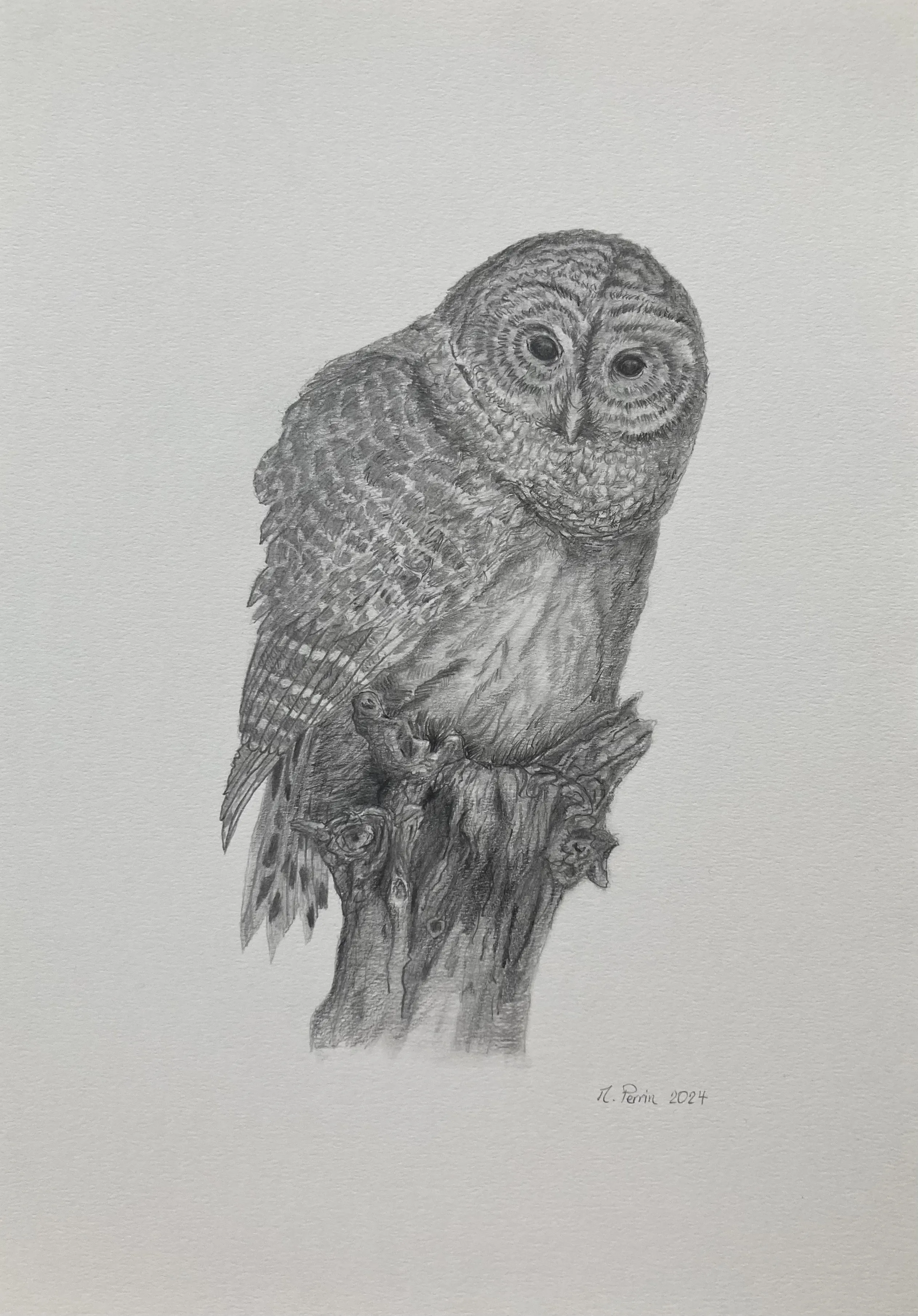 Dessin au crayon représentant une chouette sur une branche