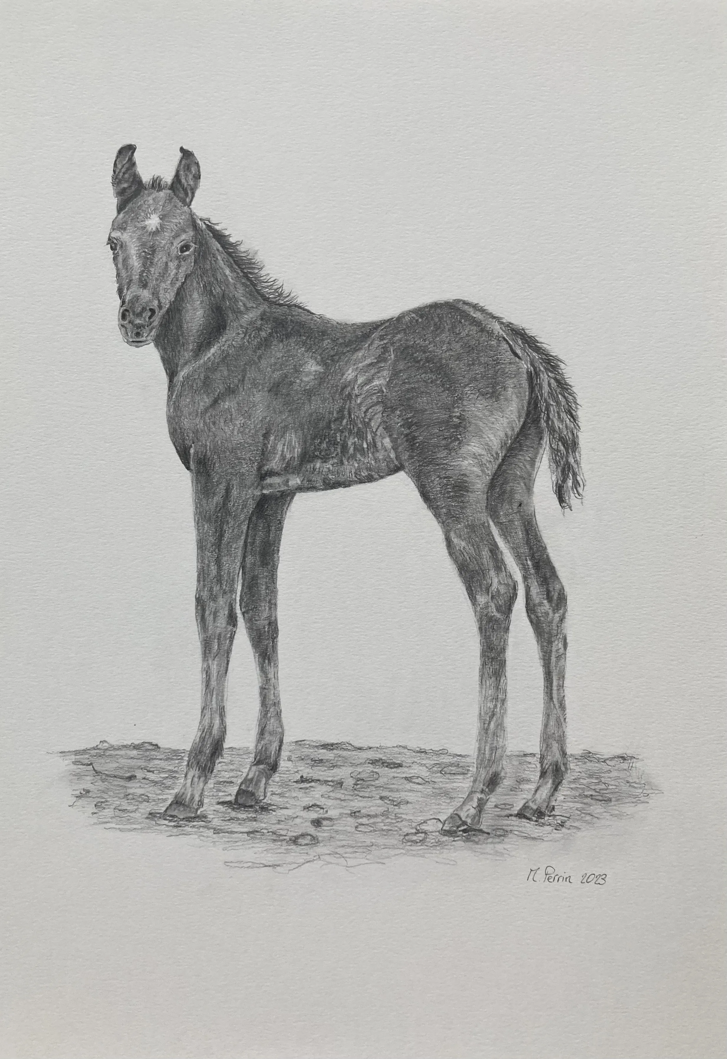 Dessin au crayon représentant un poulain debout