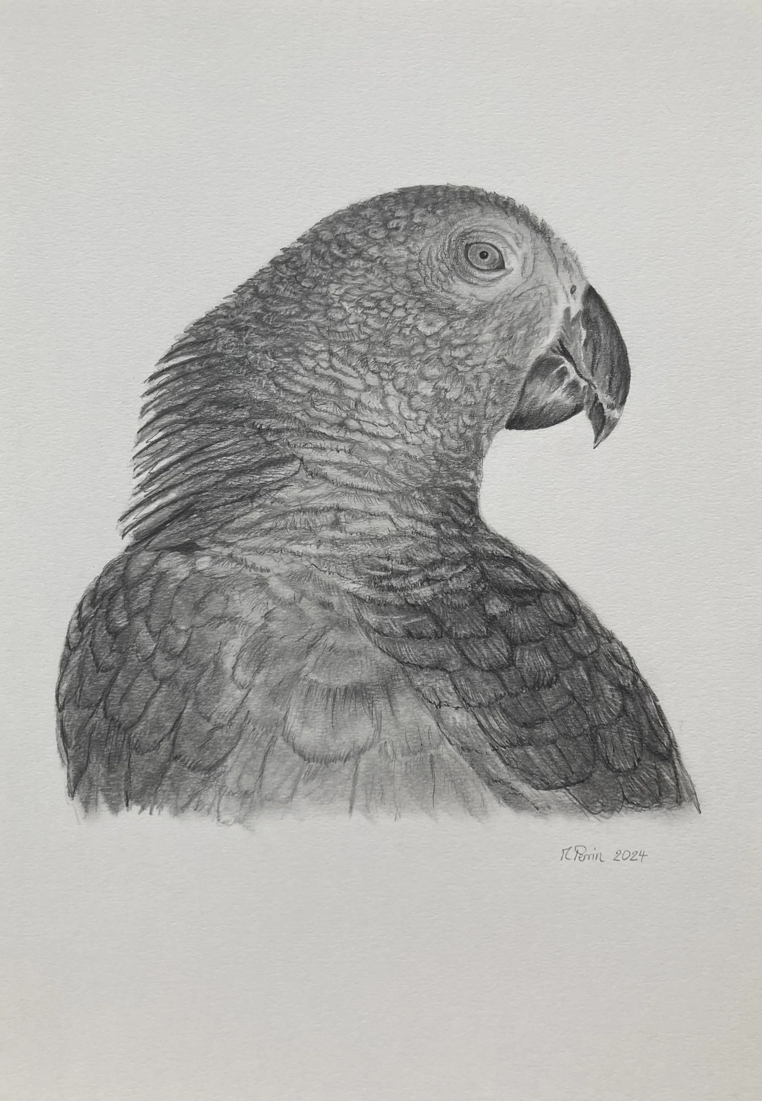 Dessin au crayon représentant un Perroquet