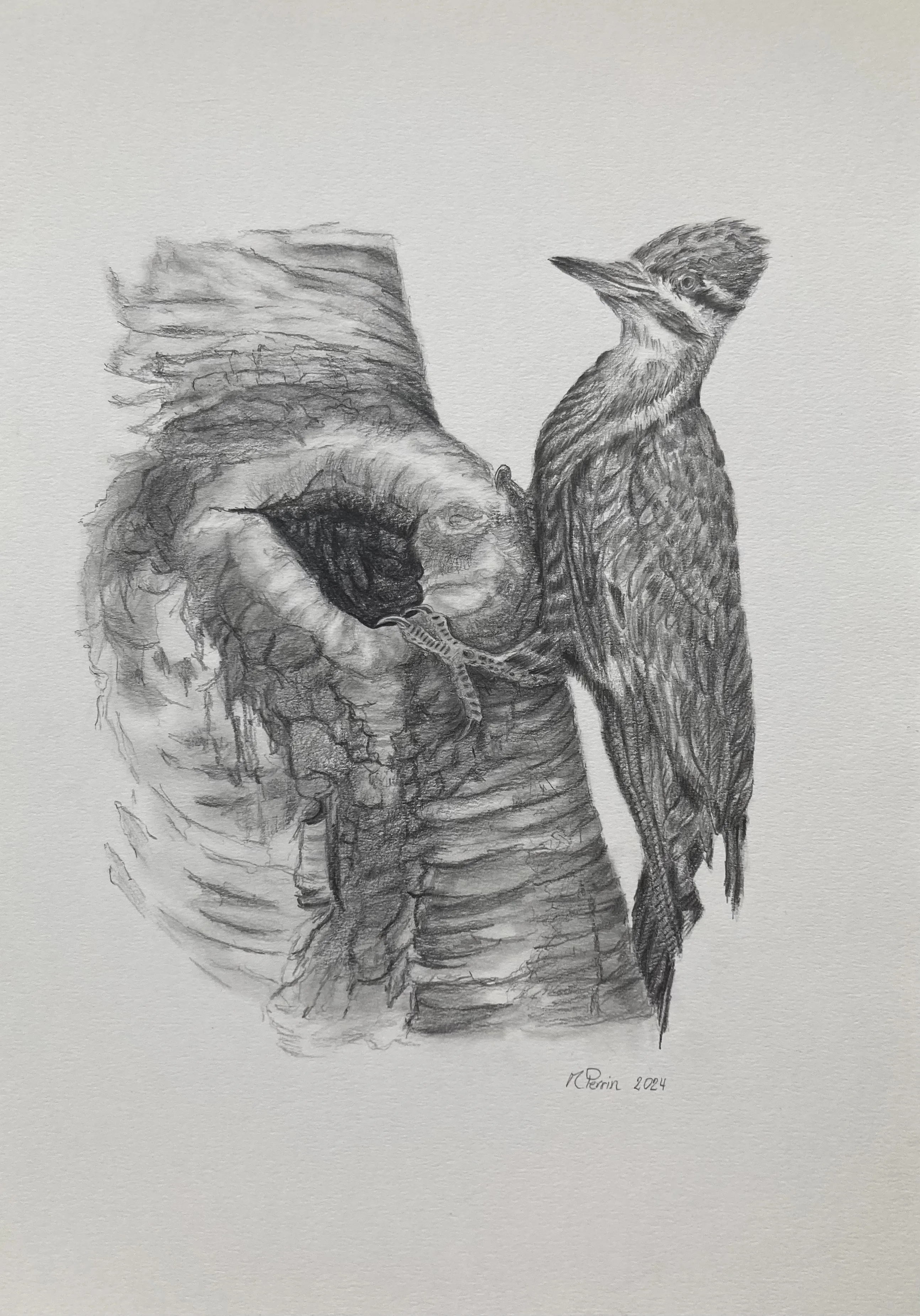 Dessin au crayon représentant un grand pic accroché à un arbre